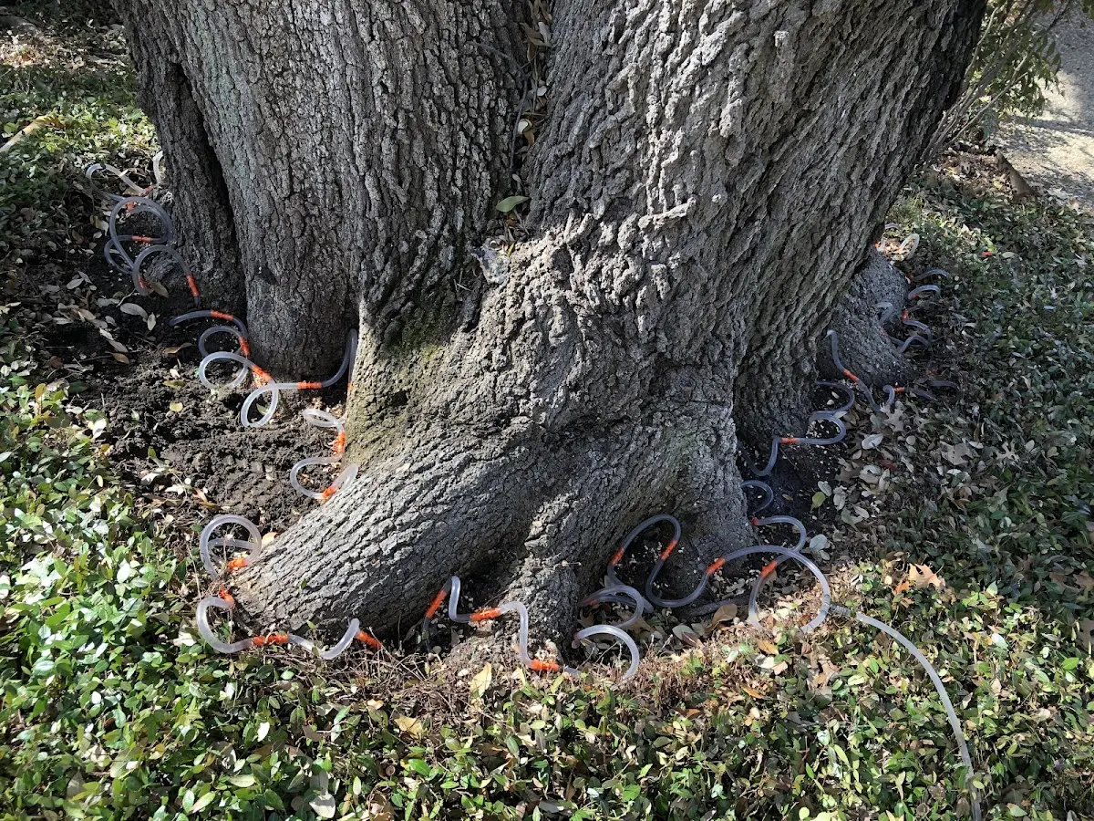 Detailed Tree Cabling and Bracing job site in Granite Bay